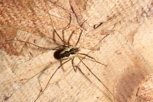 Réf. 187 311 : Mitopus morio